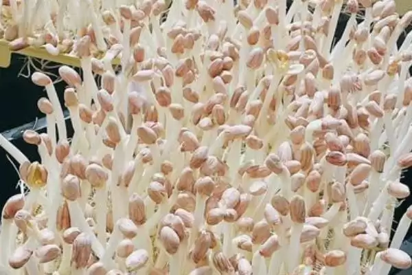 图片[10]-种植花生芽苗菜的方法和重点？种植花生芽苗菜要做好哪些细节？-会东网
