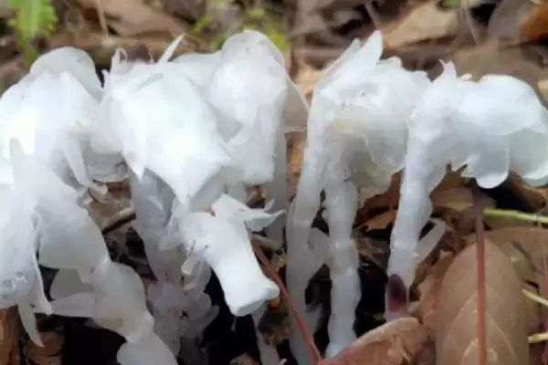 图片[2]-水晶兰的花语？了解水晶兰花语要探究哪些文化象征和寓意内涵？-会东网