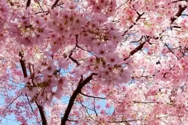 图片[2]-了解樱花花期的方法和重点？了解樱花花期要做好哪些细节？-会东网