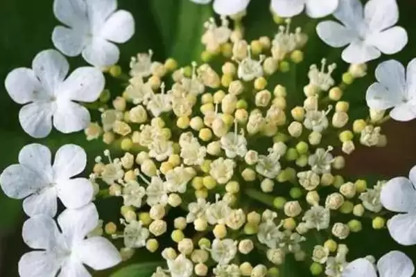 图片[2]-天目琼花的形态特征？认识天目琼花要了解哪些关键的花卉形态和结构要点？-会东网
