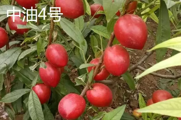 图片[8]-判断油桃是否为转基因桃子的方法和重点？判断油桃是否为转基因桃子要做好哪些细节？-会东网