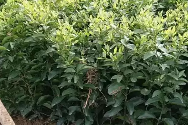 图片[4]-快递树苗的保湿方法 ,快递树苗为何要在根部裹泥浆呢？-会东网