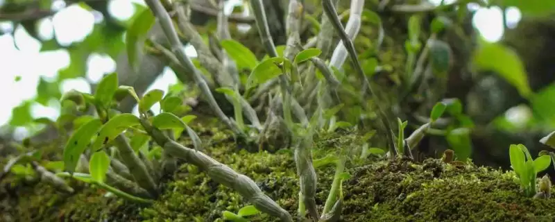 铁皮石斛是什么？认识铁皮石斛要了解哪些关键的植物特性和药用价值要点？-会东网