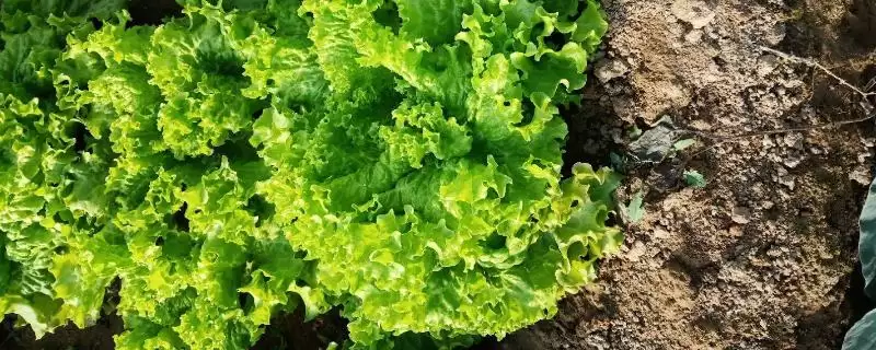 生菜的品种？认识生菜品种要了解哪些关键的品种分类信息？-会东网