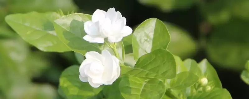 茉莉的种植方法是怎样的呢 ,茉莉是一种可攀援灌木的植物及种植方法-会东网