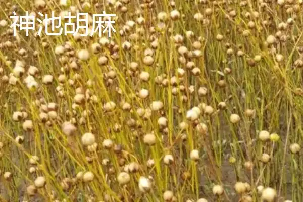 图片[11]-山西省浑源县的特产？认识山西省浑源县特产要探究哪些特色物产？-会东网