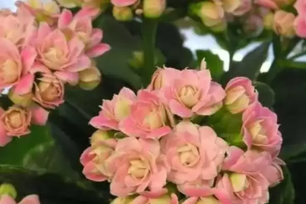 图片[3]-判断长寿花是否喜干的方法和重点？判断长寿花是否喜干要做好哪些细节？-会东网