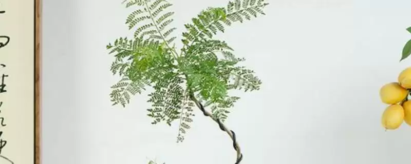 蓝花楹的种植方法 ,蓝花楹在 3 月中下旬种植有何优势？-会东网