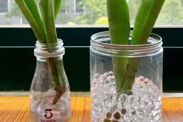 图片[3]-水培虎皮兰如何快速生根？水培虎皮兰促快速生根要掌握哪些有效技巧？-会东网