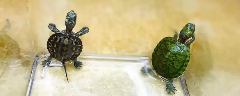 判断珍珠龟是否是深水龟的方法和重点？判断珍珠龟是否是深水龟要做好哪些细节？-会东网