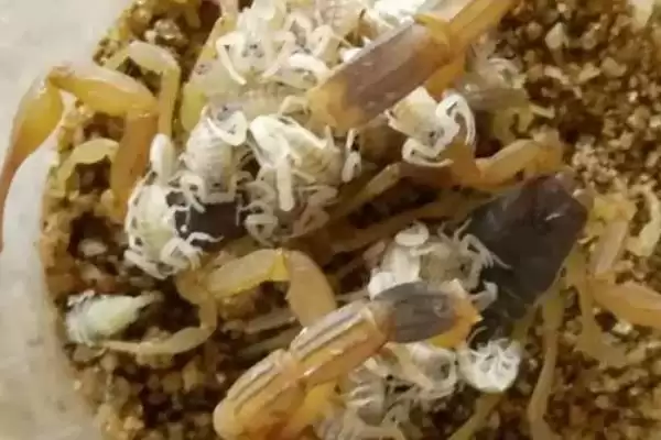 图片[4]-蝎子一年繁殖次数的要点和判断？了解蝎子繁殖规律需关注哪些关键？-会东网