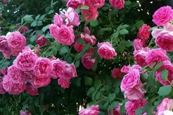 图片[2]-解决月季花卷叶问题的方法和重点？解决月季花卷叶问题要做好哪些细节？-会东网