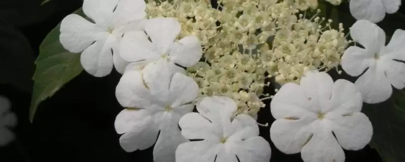 天目琼花的形态特征？认识天目琼花要了解哪些关键的花卉形态和结构要点？-会东网
