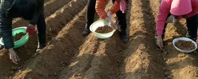 开春播种的注意事项 ,开春播种准备优质种子为何重要？-会东网