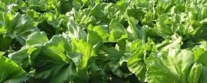 芥菜的收获时间 ,芥菜在什么时候可以进行收获-会东网