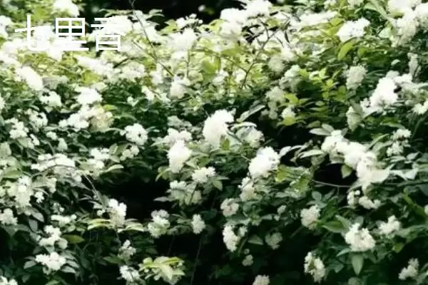 图片[2]-七里香和九里香的差异剖析：生长习性、外形等不同之处-会东网