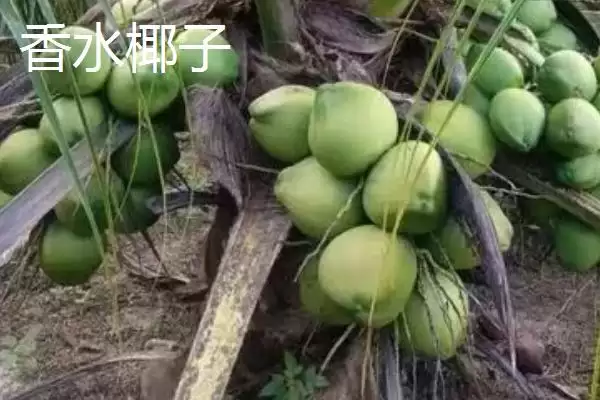 图片[8]-判断椰子有无种子的方法和重点？判断椰子有无种子要做好哪些细节？-会东网