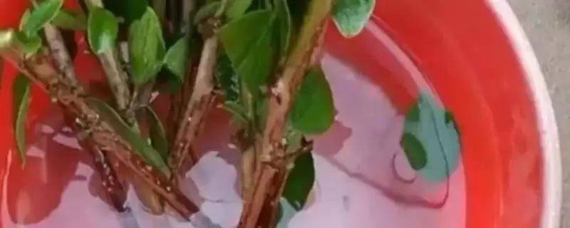 自制植物泡根消毒液的方法和重点？自制植物泡根消毒液要做好哪些细节？-会东网