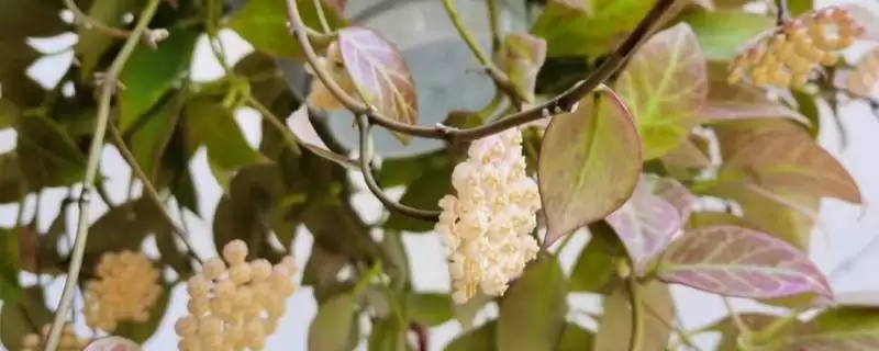 苏奈球兰的味道好不好闻？了解苏奈球兰味道要考虑哪些花香特性和个人喜好因素？-会东网