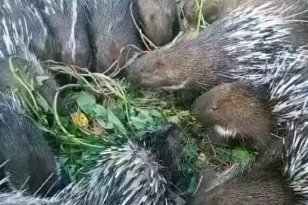 图片[3]-如何提高豪猪的繁殖力？养殖豪猪提高繁殖力要运用哪些方法？-会东网