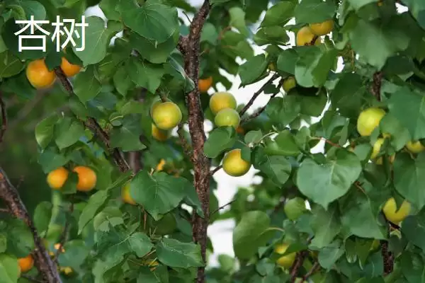 图片[4]-区分杏树和桃树的方法和重点？区分杏树和桃树要做好哪些细节？-会东网