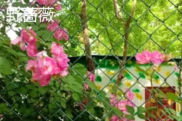图片[5]-蔷薇优良品种大推荐：5种观赏价值高的品种介绍-会东网