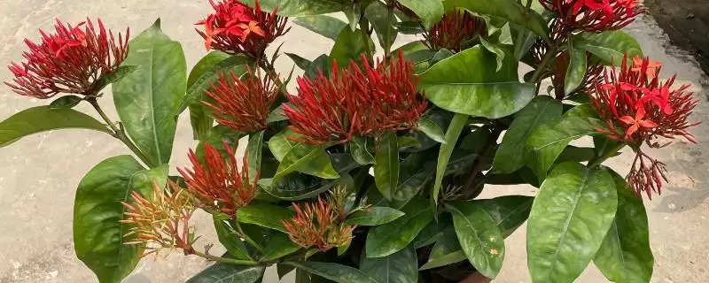 龙船花的毒性问题 ,龙船花为什么是无毒植物呢？-会东网