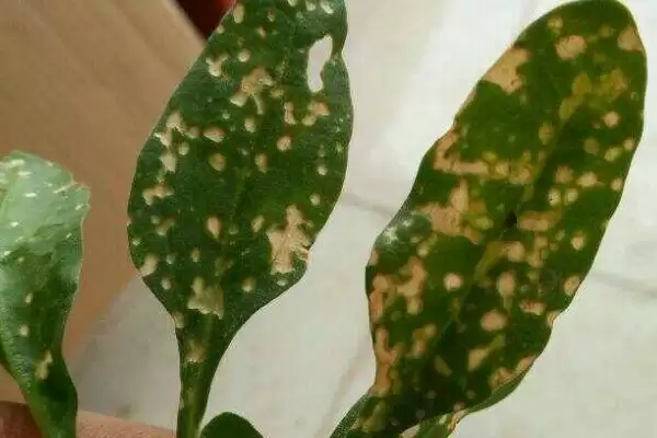 图片[3]-如何用药防治菠菜根腐病？种植菠菜防治根腐病用药要注意什么？-会东网
