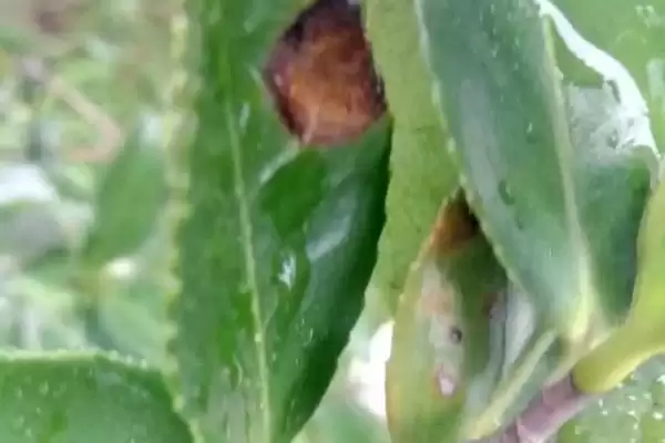 图片[3]-如何防治茶白星病？种植茶树防治茶白星病要采取哪些措施？-会东网