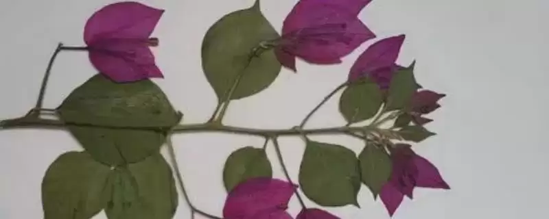 制作植物标本的方法和重点？制作植物标本要做好哪些细节？-会东网