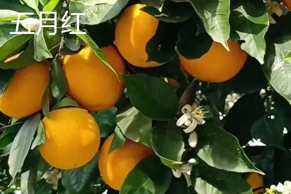 图片[5]-夏橙是否夏季成熟的要点和判断？判断夏橙成熟时间需注意什么？-会东网