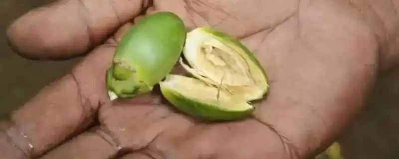 计算一亩槟榔纯利润的方法和重点？计算一亩槟榔纯利润要做好哪些细节？-会东网