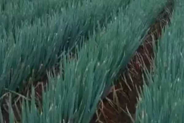 图片[2]-铁杆大葱的种植方法？种植铁杆大葱要遵循哪些科学的种植步骤和管理要点？-会东网