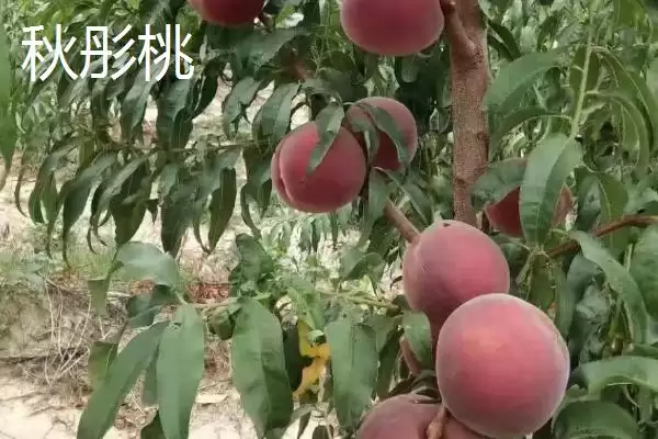 图片[2]-桃树苗品种优选：秋彤桃为何是国内最好的品种？-会东网