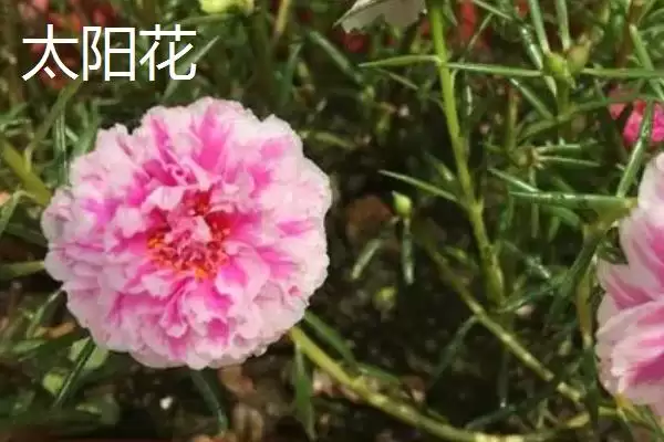 图片[3]-太阳花简介？认识太阳花要了解哪些关键的植物形态和生长特性要点？-会东网