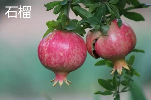 图片[3]-石榴还是番石榴更好吃？比较石榴和番石榴口感要关注哪些要点？-会东网