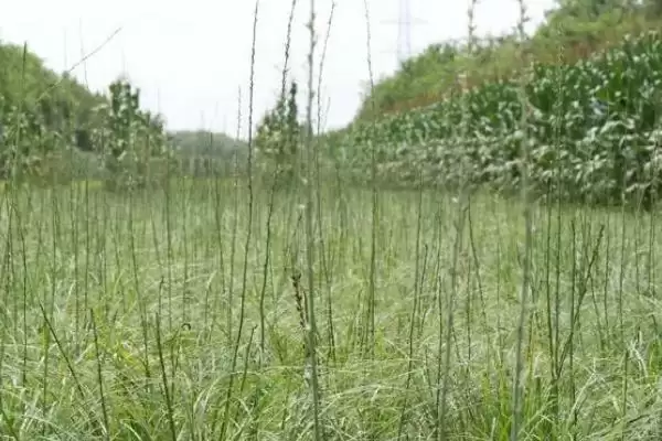 图片[3]-了解知母种植注意事项的方法和重点？了解知母种植注意事项要做好哪些细节？-会东网