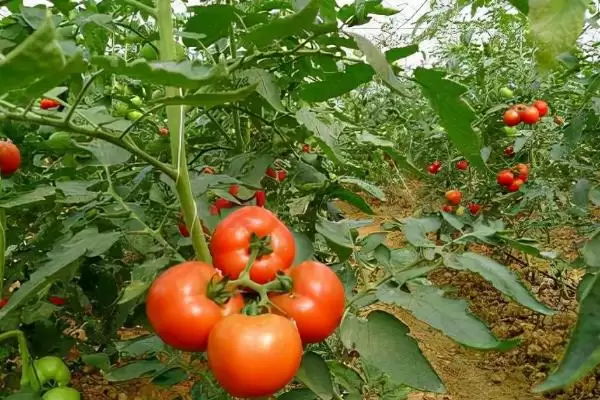 图片[2]-如何防治西红柿灰霉病？种植西红柿防治灰霉病要采取哪些措施？-会东网