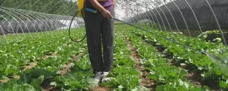 蔬菜如何补钙？给蔬菜补钙要掌握哪些合适的补钙方式和肥料选择？-会东网