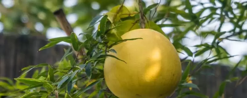 了解柚子防虫办法的方法和重点?了解柚子防虫办法要做好哪些细节?-会东网
