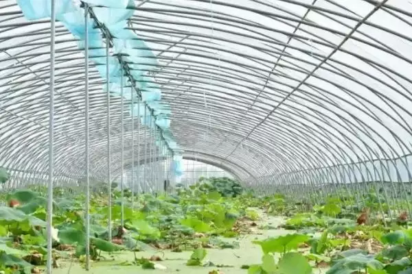 图片[3]-莲藕浅水定向种植方法 ,莲藕浅水种植水层如何控制？-会东网