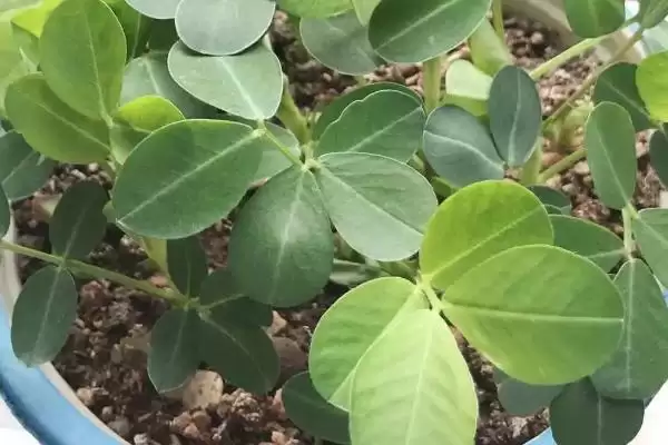 图片[2]-盆栽花生种植要点：幼苗期水肥充足的重要性-会东网