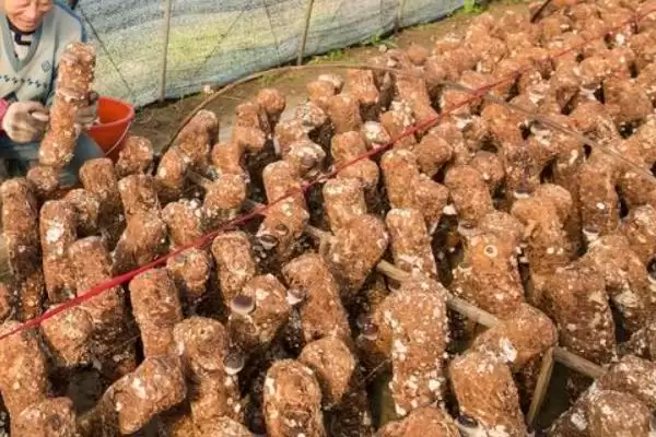 图片[3]-香菇烂棒的原因和要点？分析香菇烂棒原因需关注哪些方面？-会东网