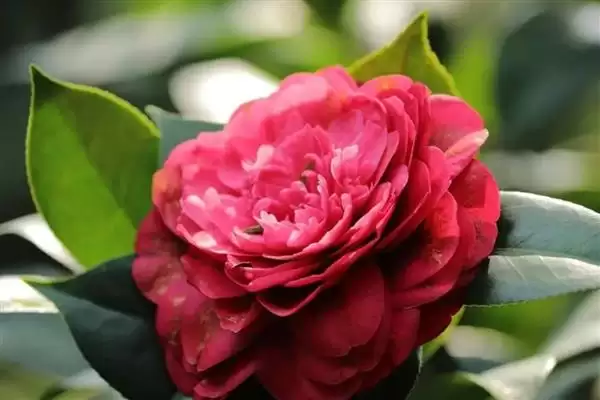 图片[2]-山茶花的花语是什么？认识山茶花花语要知晓哪些寓意内涵？-会东网