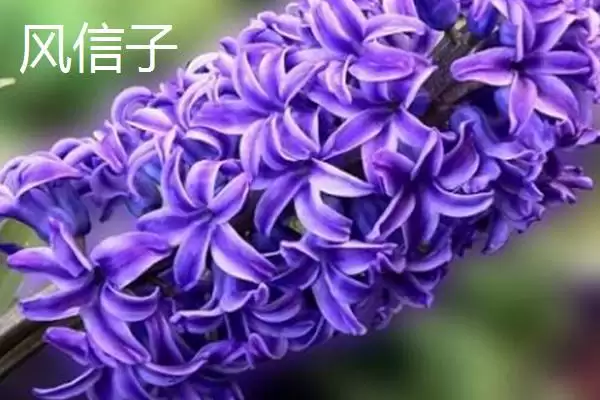 图片[6]-紫罗兰和风信子区别的要点和对比？分辨紫罗兰和风信子需注意什么？-会东网