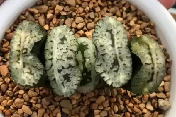 图片[4]-认识玉扇的方法和重点？认识玉扇要做好哪些细节？-会东网