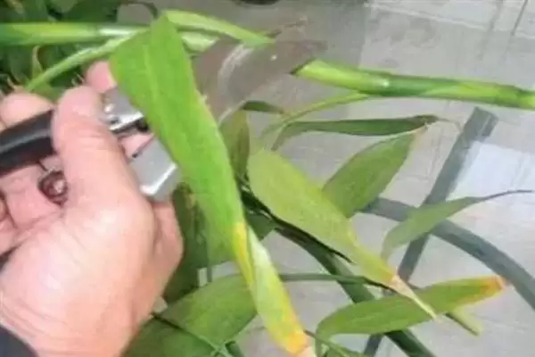 图片[6]-让富贵竹生根的方法和重点？让富贵竹生根要做好哪些细节？-会东网