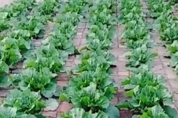 图片[4]-盘菜冬天种植攻略：可以种但要保证温度的关键因素-会东网