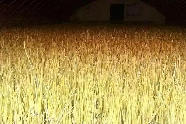 图片[3]-如何在大棚内种植蒜黄？在大棚内种植蒜黄要遵循哪些种植步骤？-会东网