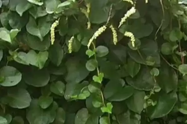 图片[3]-藤三七的种植方法？种植藤三七要遵循哪些科学的种植步骤和管理要点？-会东网